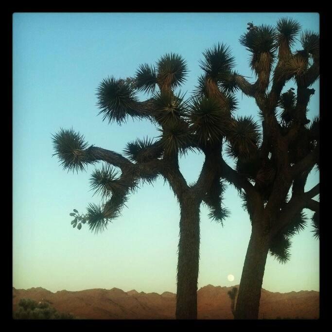 Steph'S Panorama Paradise-Nat'L Park Minutes Away Joshua Tree Exterior foto